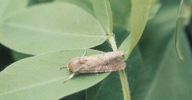 Learn how to scout for insect pests; training session in Calhoun