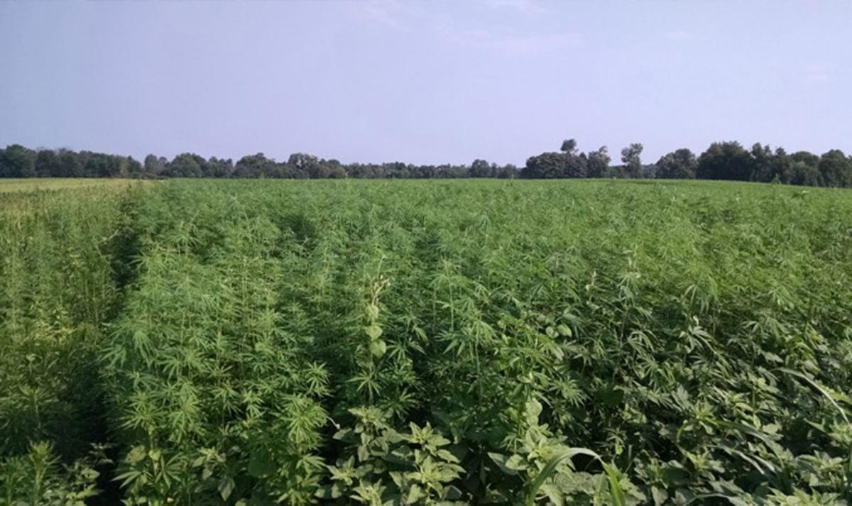 Hemp farming (copy)