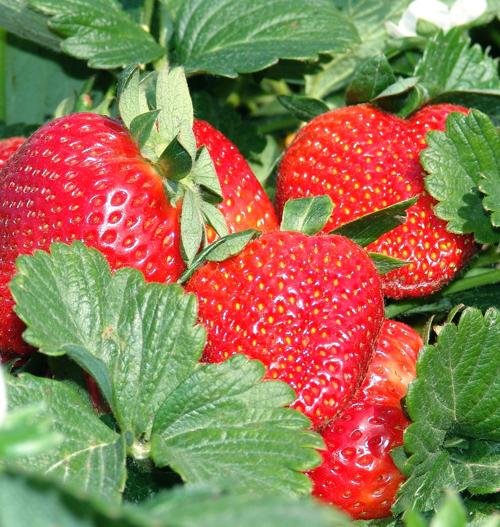 Growing strawberries at home Home &amp; Garden