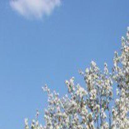 chanticleer pear tree problems