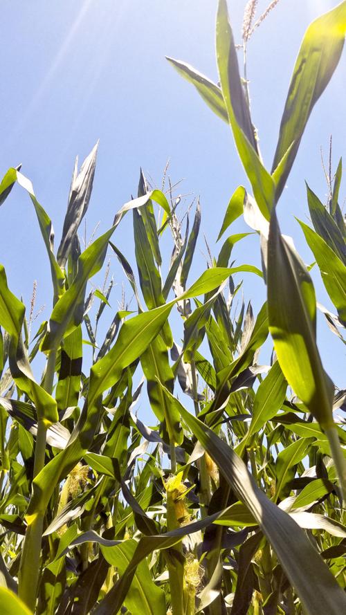 Corn crop LIBRARY