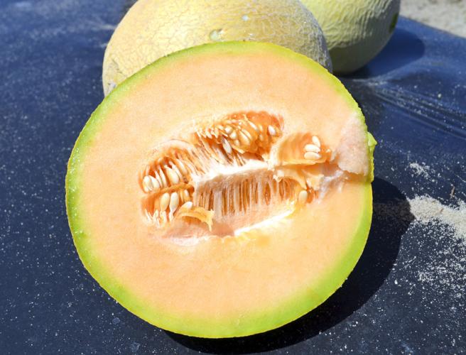 Watermelon Field Day 2017-5