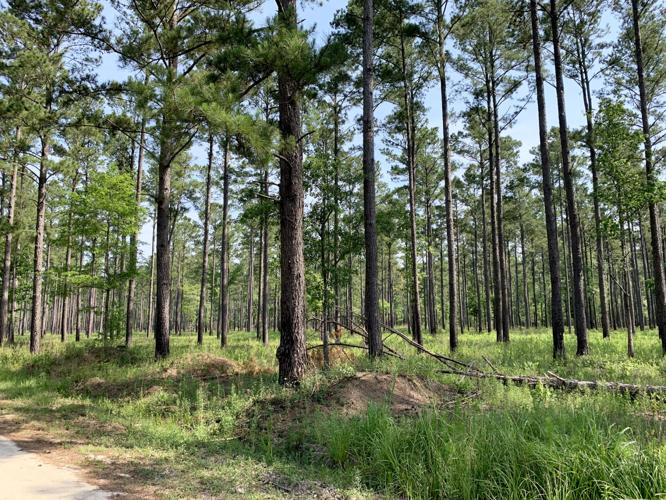 Forestry