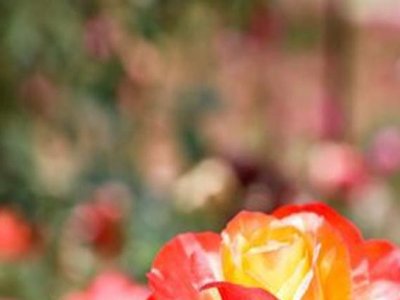 47th Festival Of Roses To Feature Nashville Artists New Rosettes