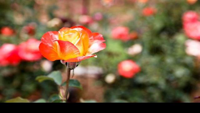 47th Festival Of Roses To Feature Nashville Artists New Rosettes