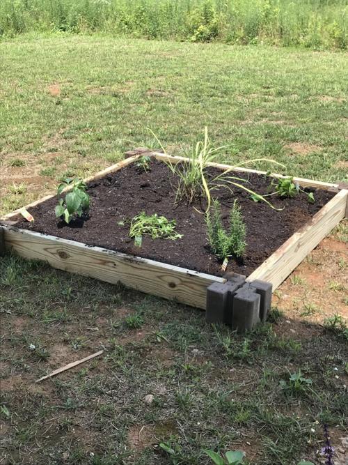 The Next Generation Gets Their First Veggie Garden Home Garden Thetandd Com