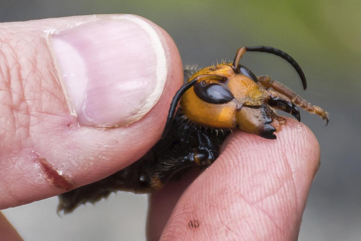 Murder hornets