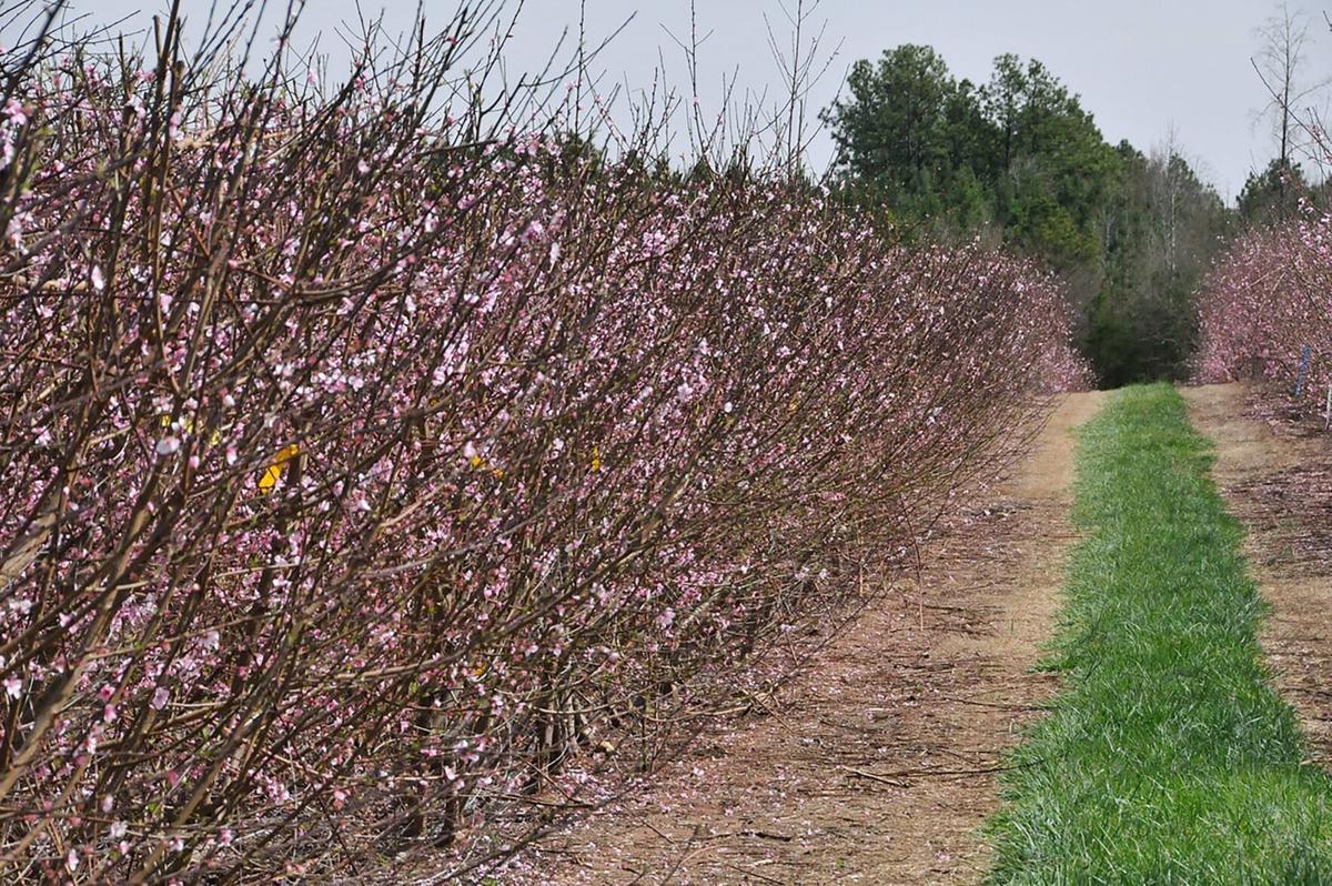 Peaches, other crops show little cold damage