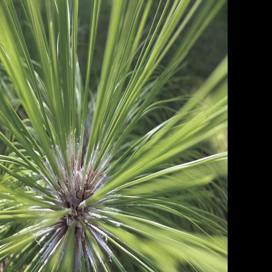 Some Longleaf Pine Trees Are Shedding Needles Early This Year Business Thetandd Com