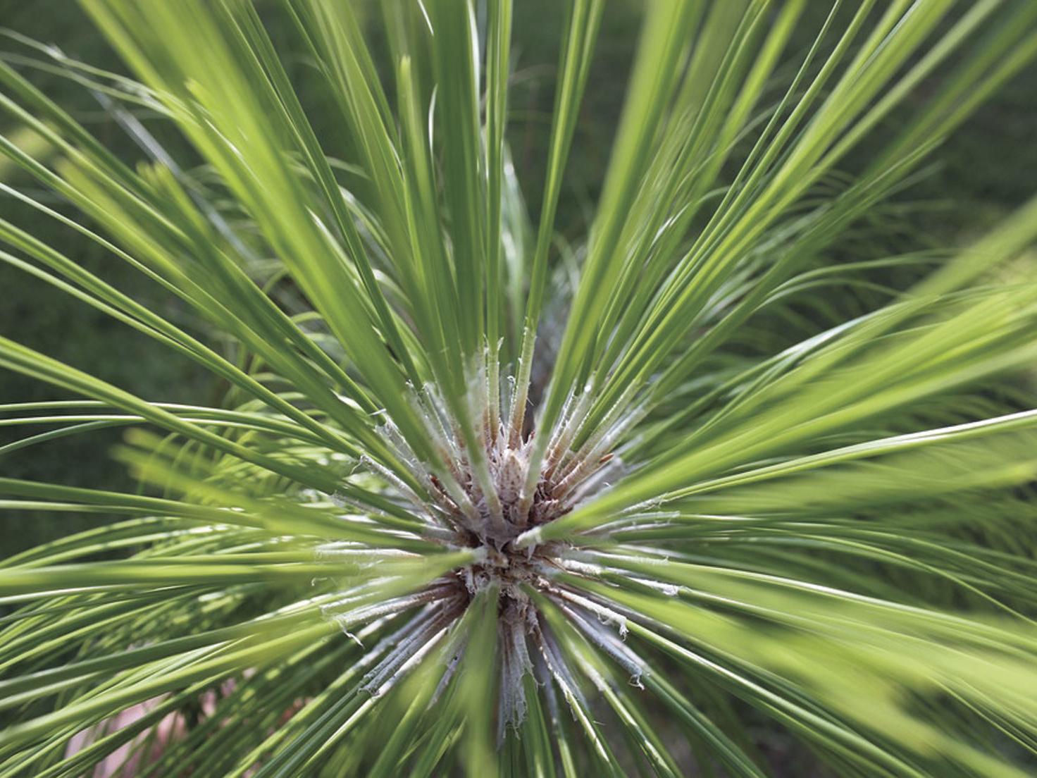 Some Longleaf Pine Trees Are Shedding Needles Early This Year Business Thetandd Com