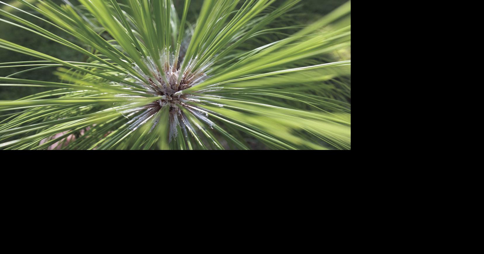Some longleaf pine trees are shedding needles early this year