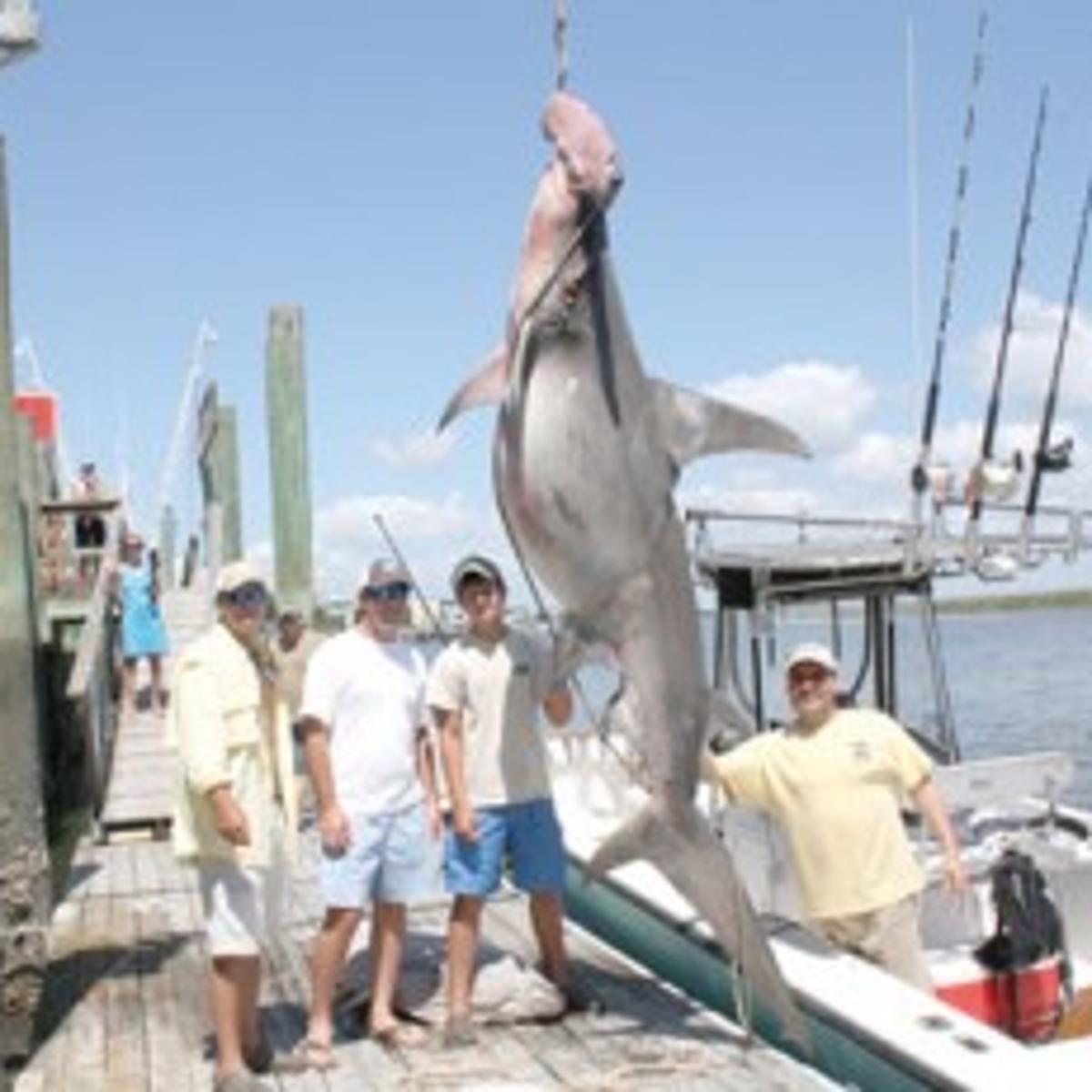 Edisto Hammerhead Youngest Of Them Makes His Mark On Fishing Edisto Hammerhead Youngest Of Them