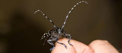The Asian longhorned beetle