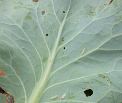 Diamondback moth larvae