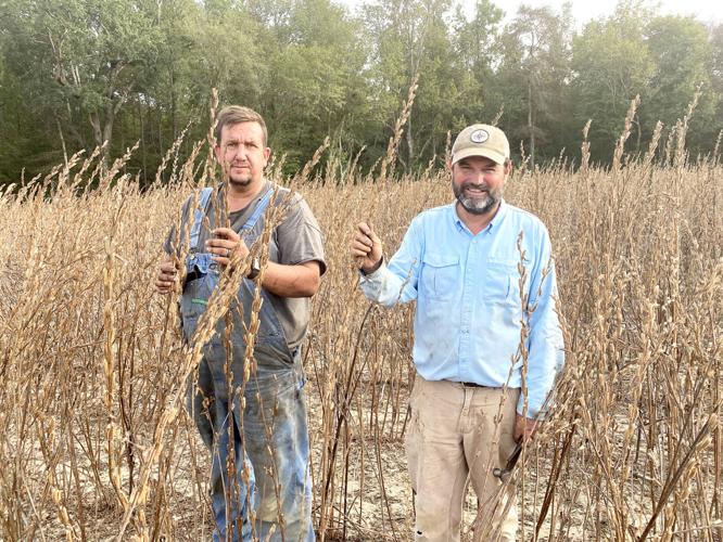 Sesame crop