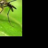Residents can help DHEC track West Nile virus - Vimarsana News