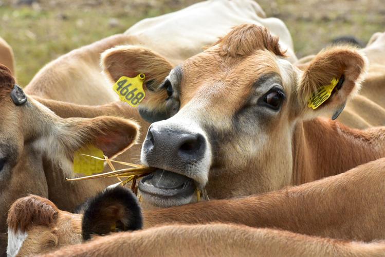 Dairy Farm file