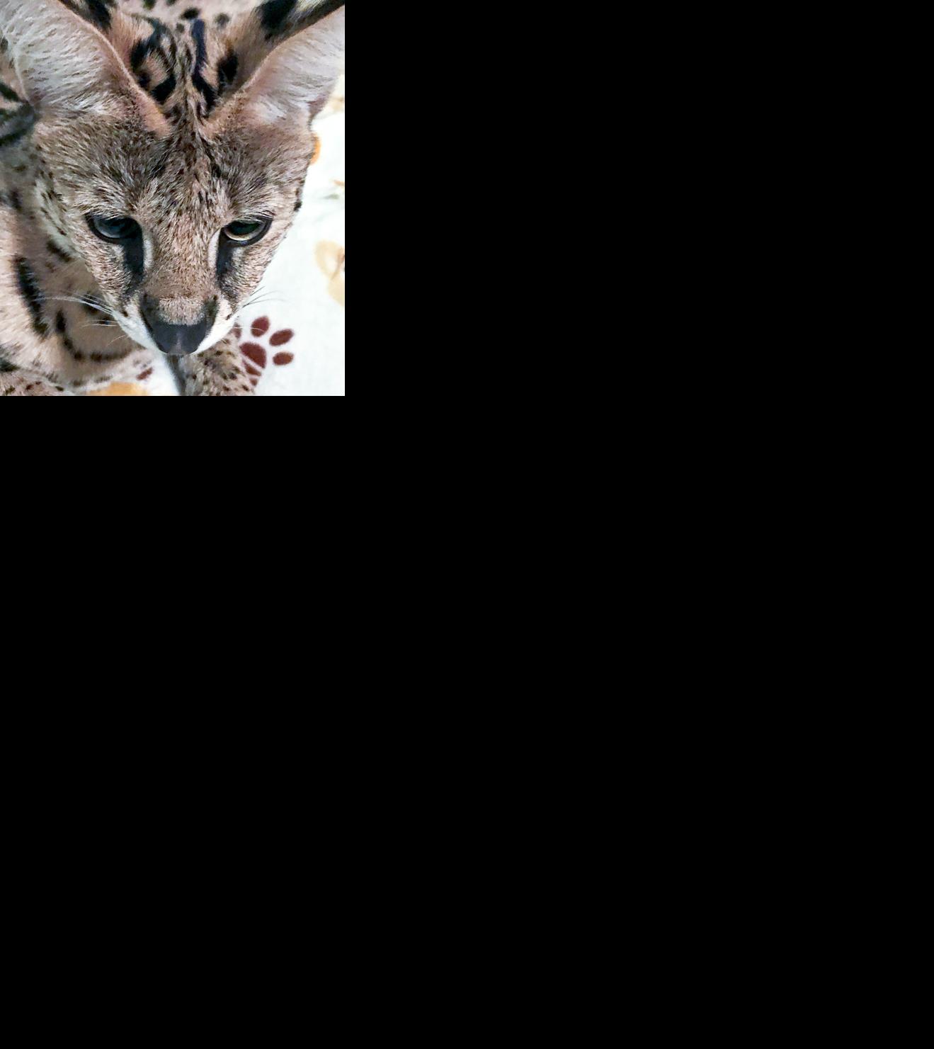 African serval cat that disappeared July 2 hit by vehicle, found by