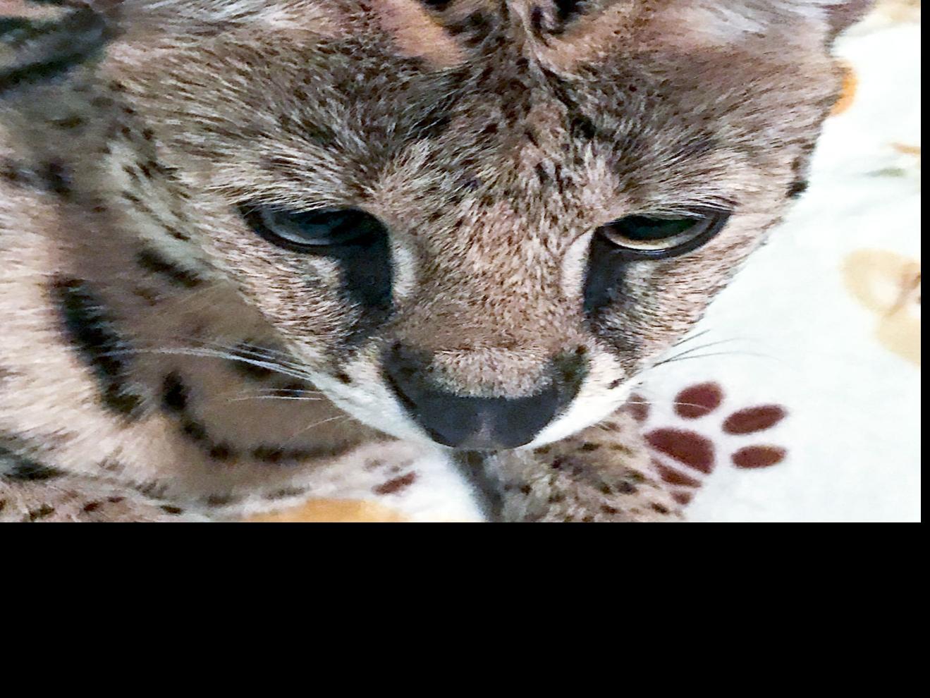 African Serval Cat That Disappeared July 2 Hit By Vehicle Found