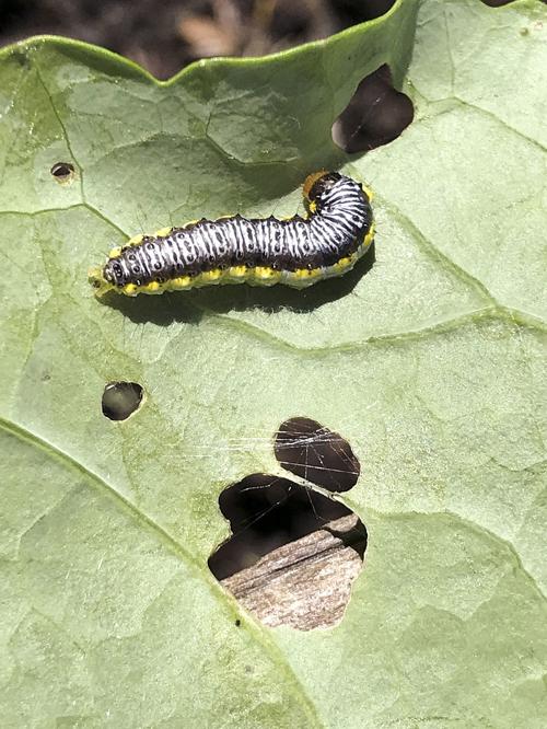 042519 COPSEY Caterpillar on cabbages