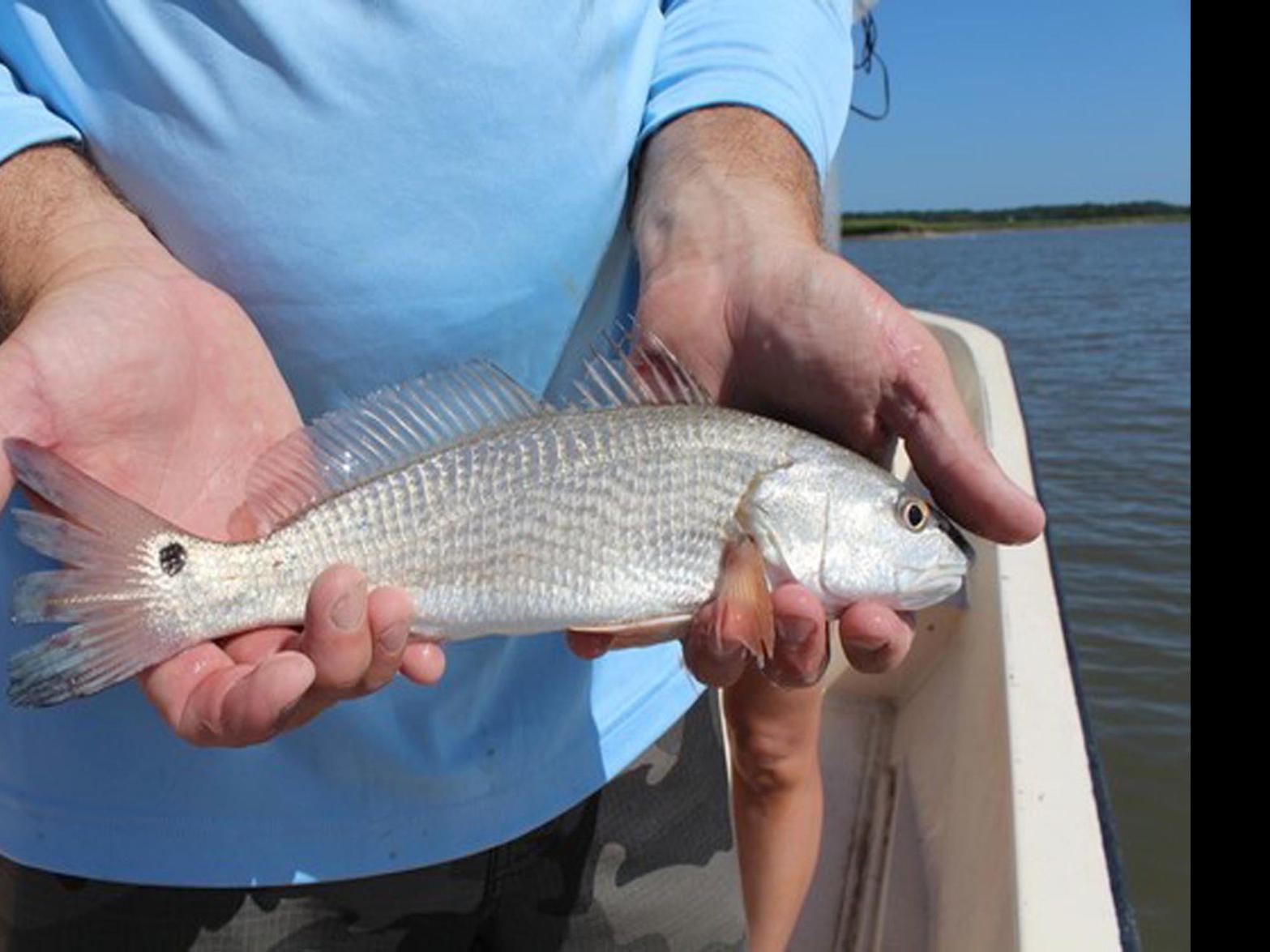 New Catch Limit For Red Drum To Address Overfishing Outdoors
