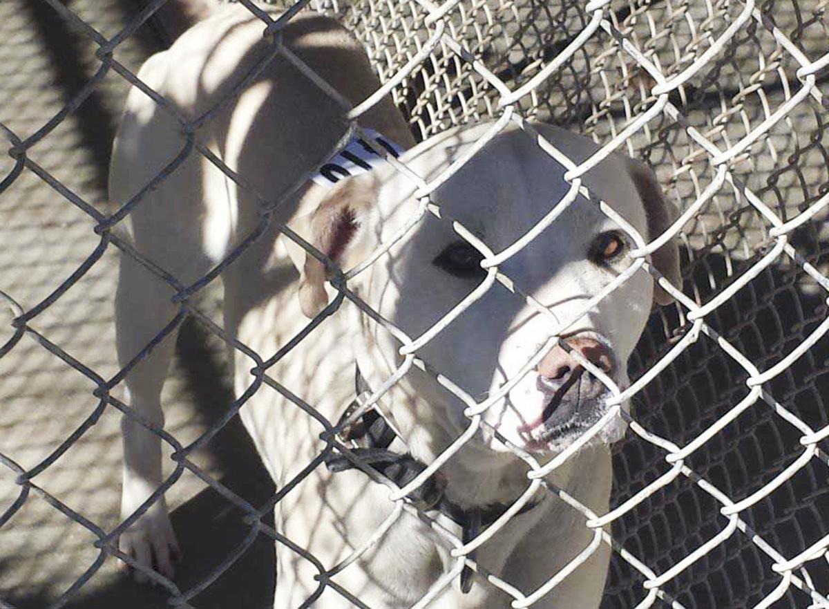 City of Bamberg to enforce dog ordinance