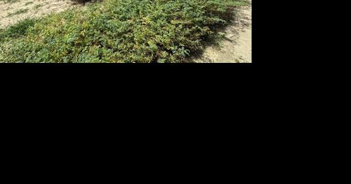 Research could lead to SC chickpea variety - Vimarsana News