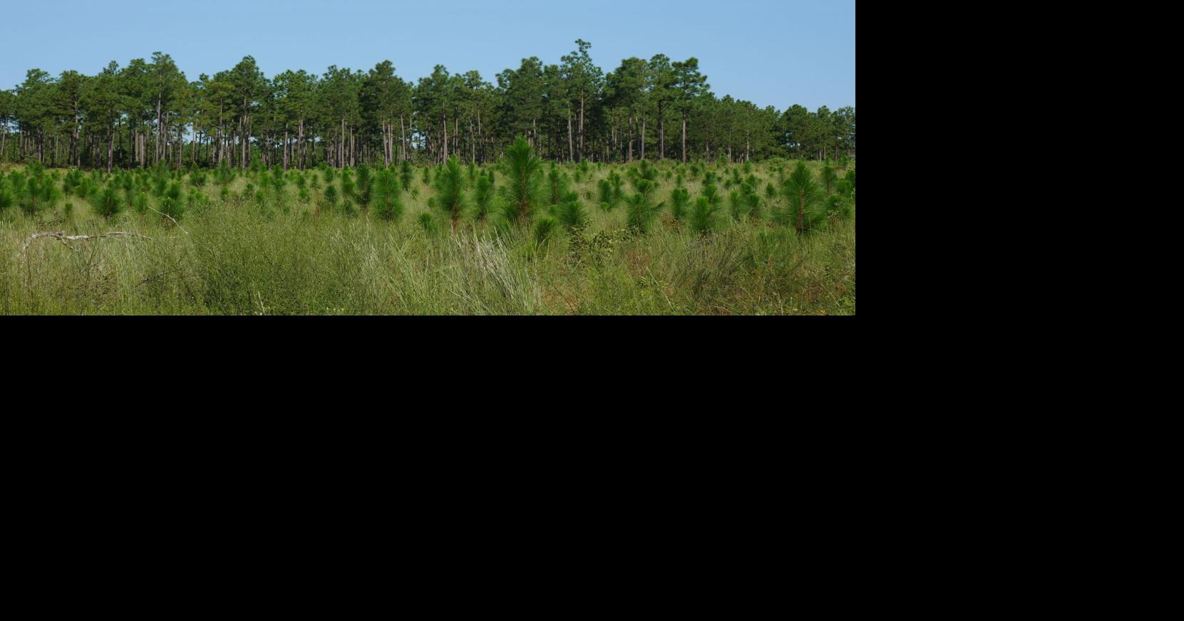 Lower demand hitting forestry industry hard