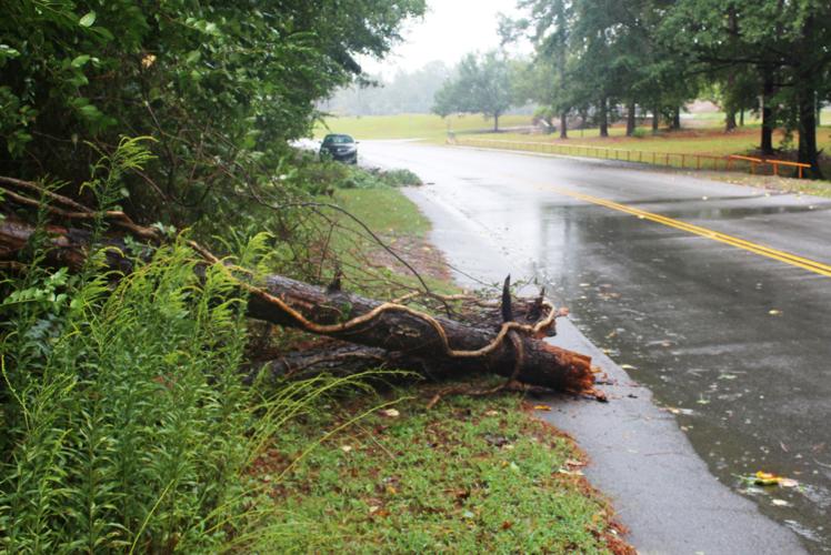 Florence tree down