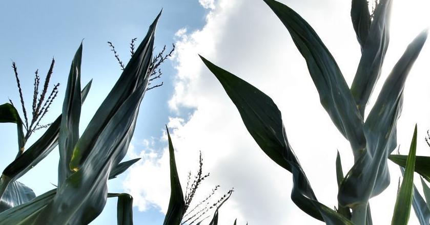Dethroning King Corn: Biofuel push boosts soybeans - Vimarsana News