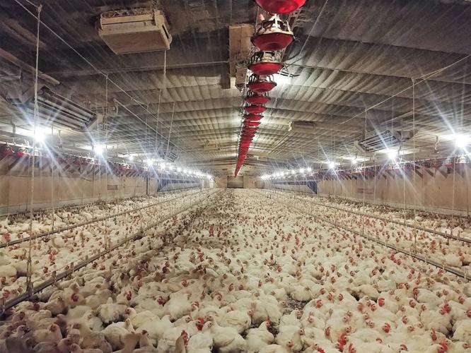 FARM EDITION Poultry Brubaker