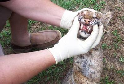 Two attacked by bobcats