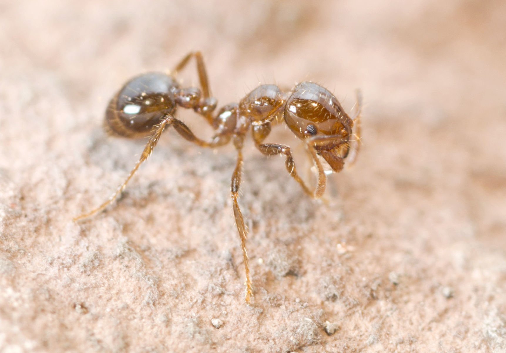 Invasive stinging red fire ants love the cool Texas weather. Watch your step