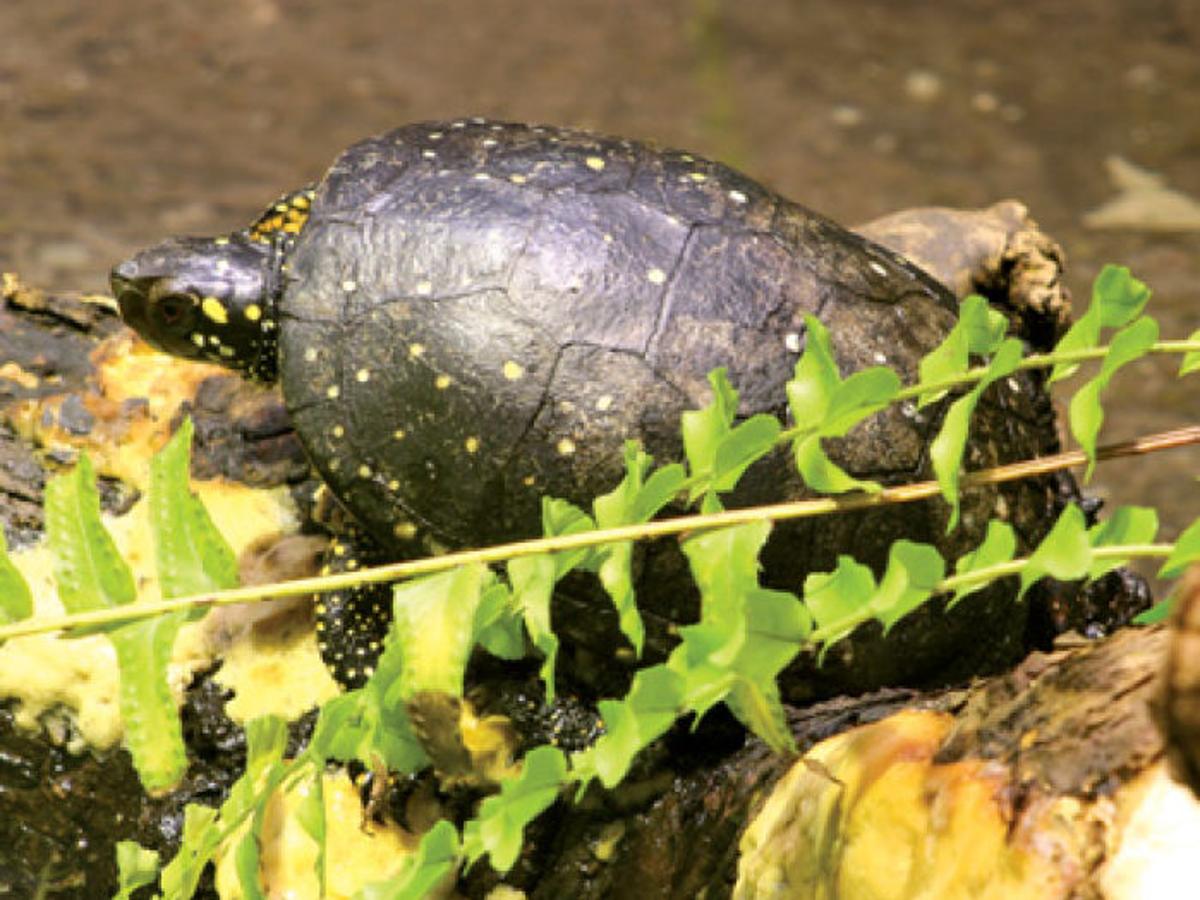 Turtles Protected By More Than Their Shells Local Thetandd Com
