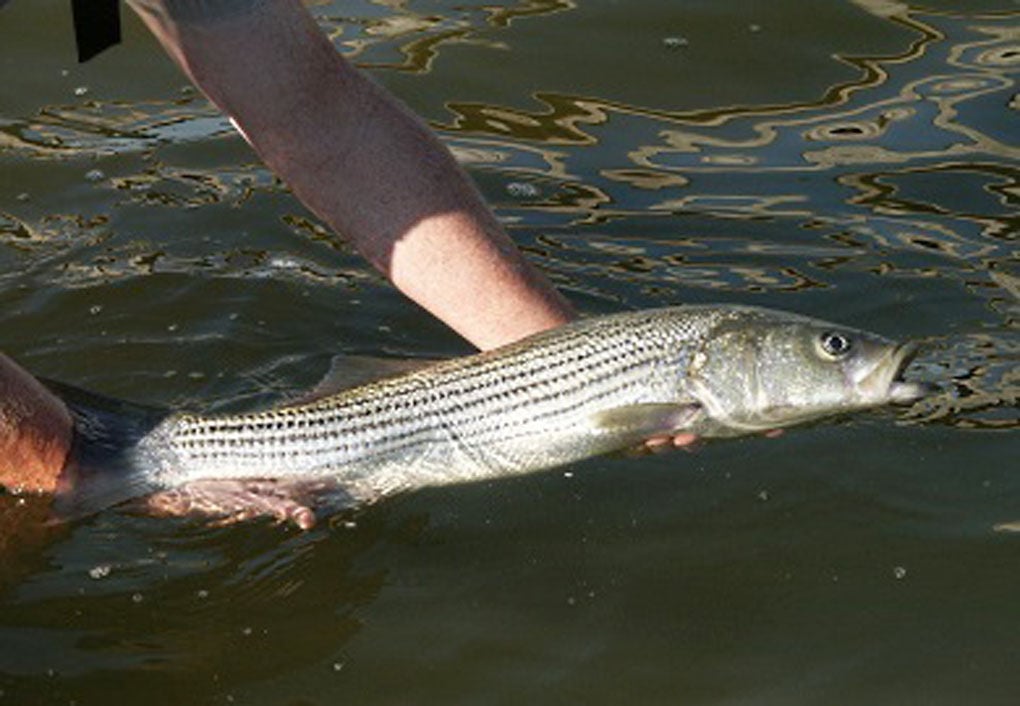 Catch and Release Off-Season Stripers, Part II