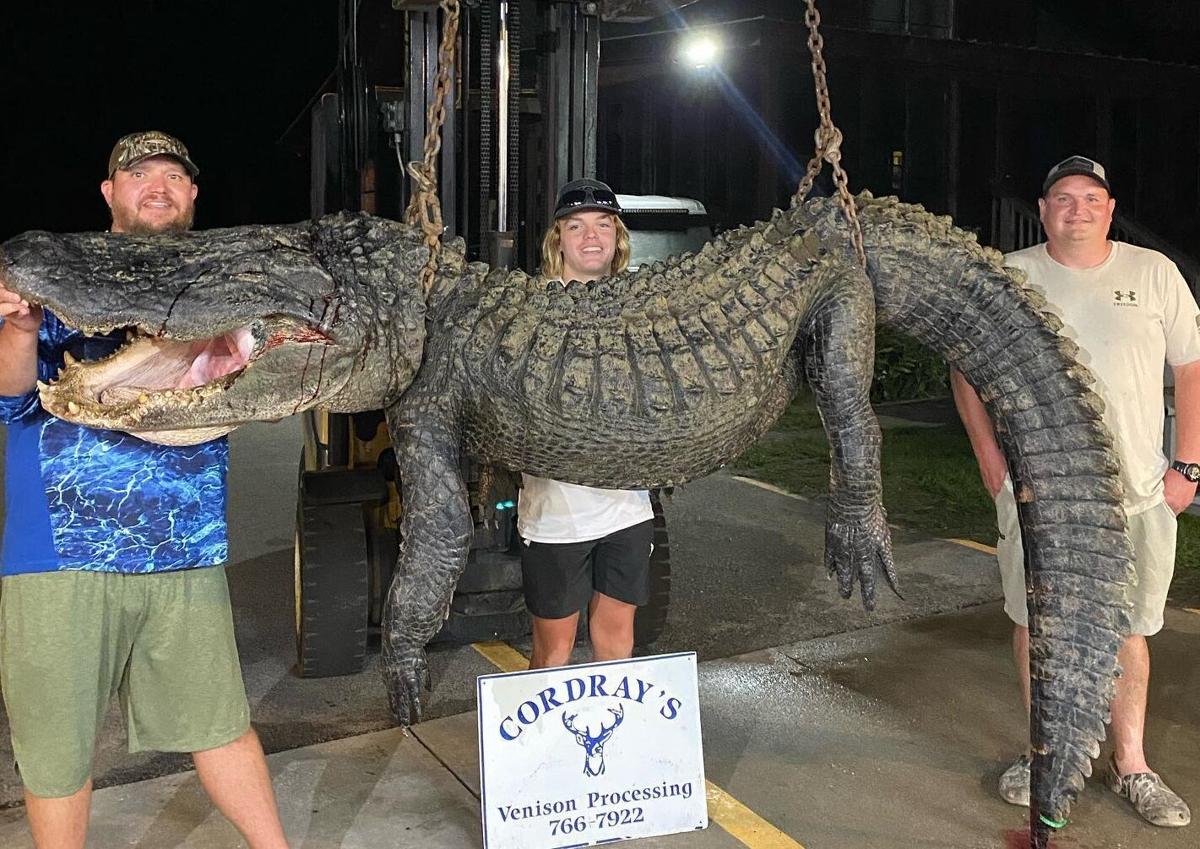 Lake Marion gator one of processor's biggest ever