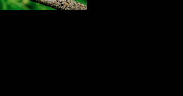 Red-eyed, screaming insects will swarm SC soon - Vimarsana News