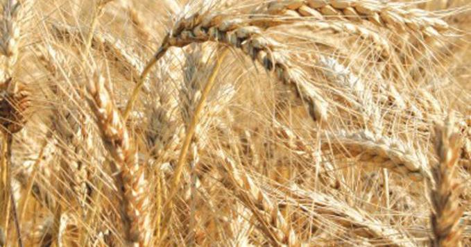 South Carolina Farm Report - Vimarsana News