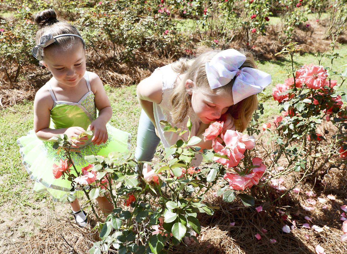 Orangeburg Festival of Roses postponed; organizers considering fall event