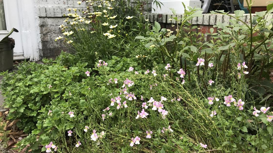 GARDEN COLUMN: Keep your garden looking visitor ready | Home & Garden
