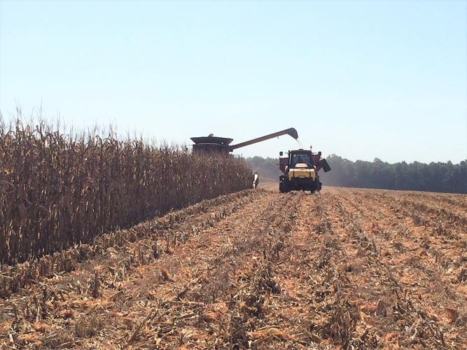 Kaigler Corn