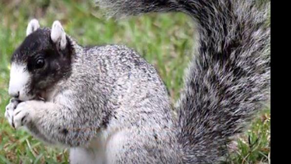 Goal Is To Rebuild Fox Squirrel Population In S C News Thetandd Com
