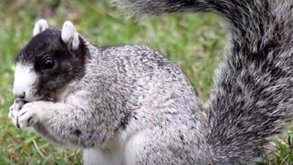Goal Is To Rebuild Fox Squirrel Population In S C News Thetandd Com