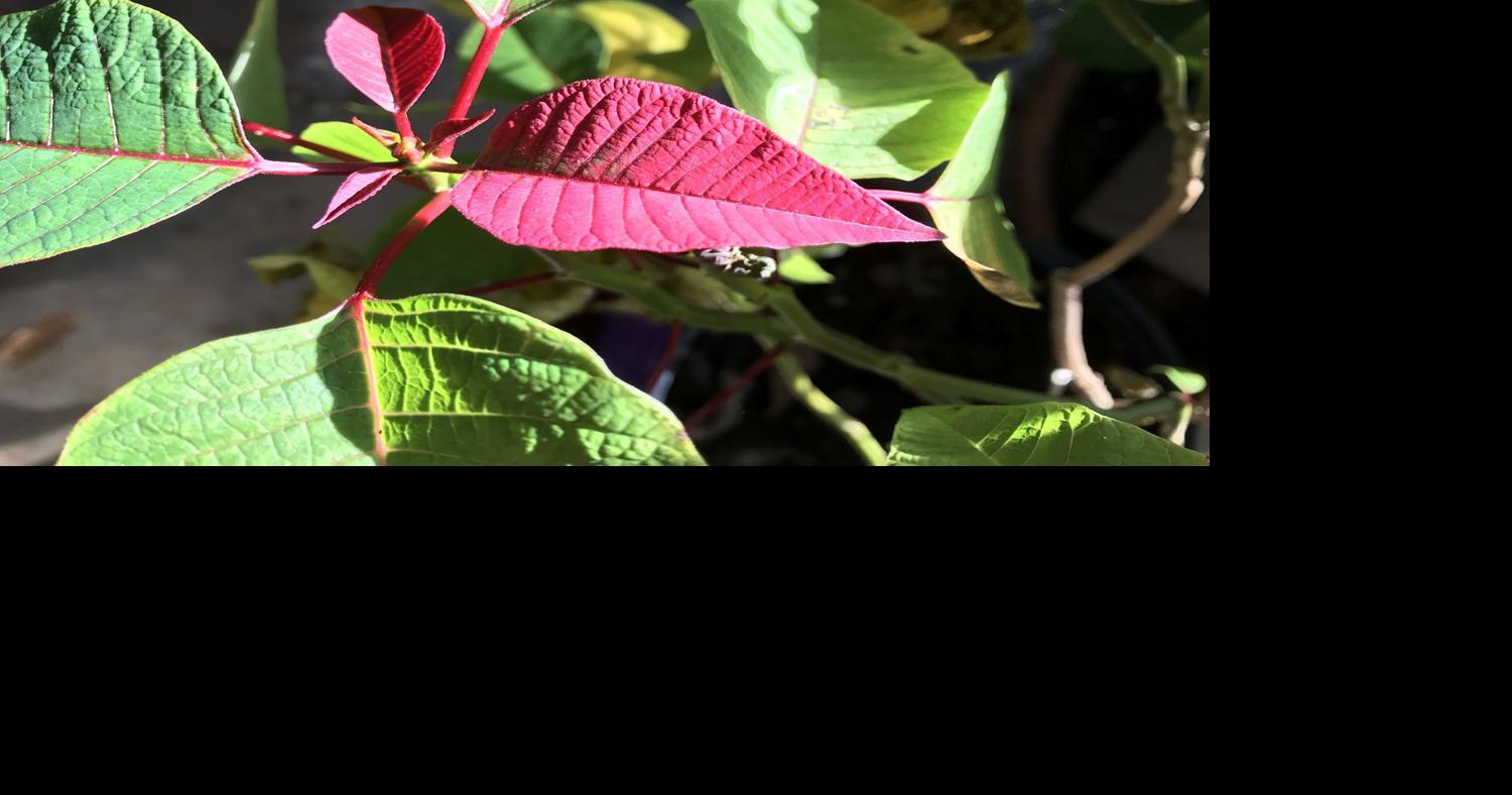 GARDEN COLUMN: Seasonal decorations | Home & Garden