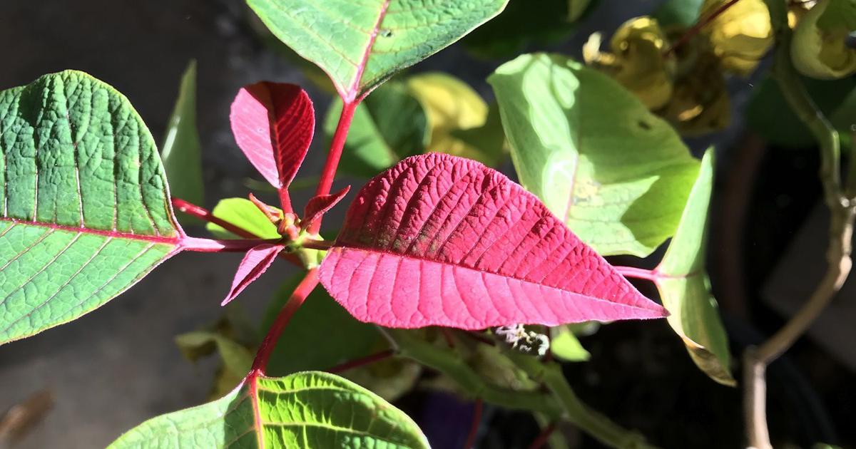 GARDEN COLUMN: Seasonal decorations | Home & Garden GARDEN COLUMN: Seasonal decorations | Home & Garden