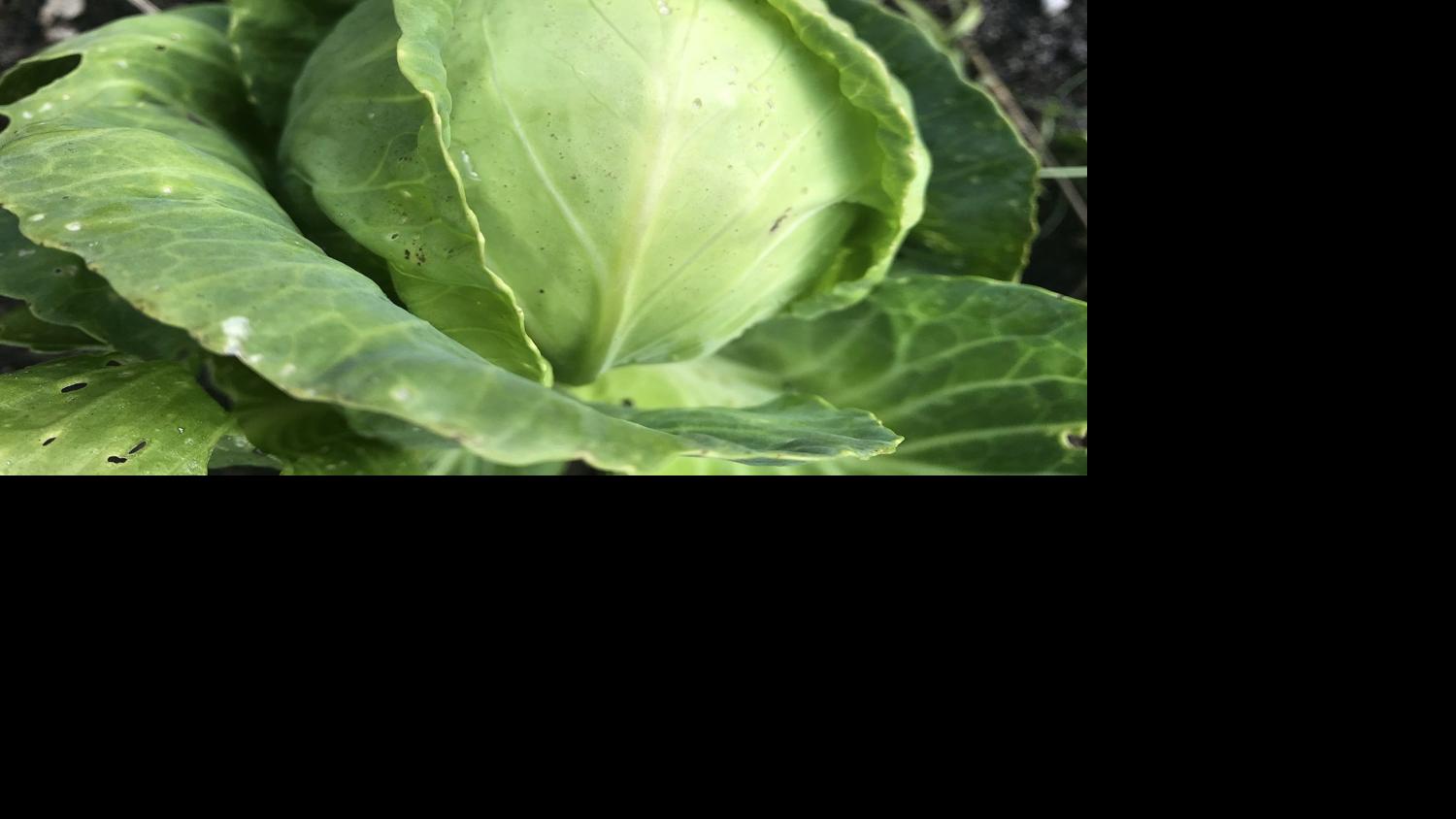 Backyard COLUMN: Commence planting fall favorites now | Household & Backyard garden