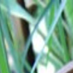 Ponytail Palm Pops Pot Digging In Thetandd Com