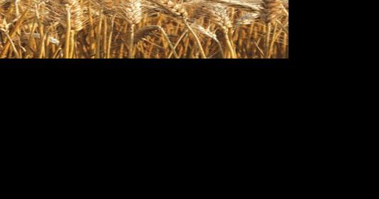 SC Farm Report on Friday - Vimarsana News