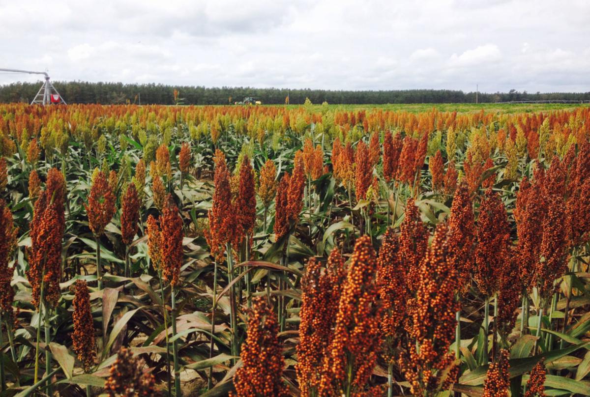 Project aims to transform Southeastern feed grain industry