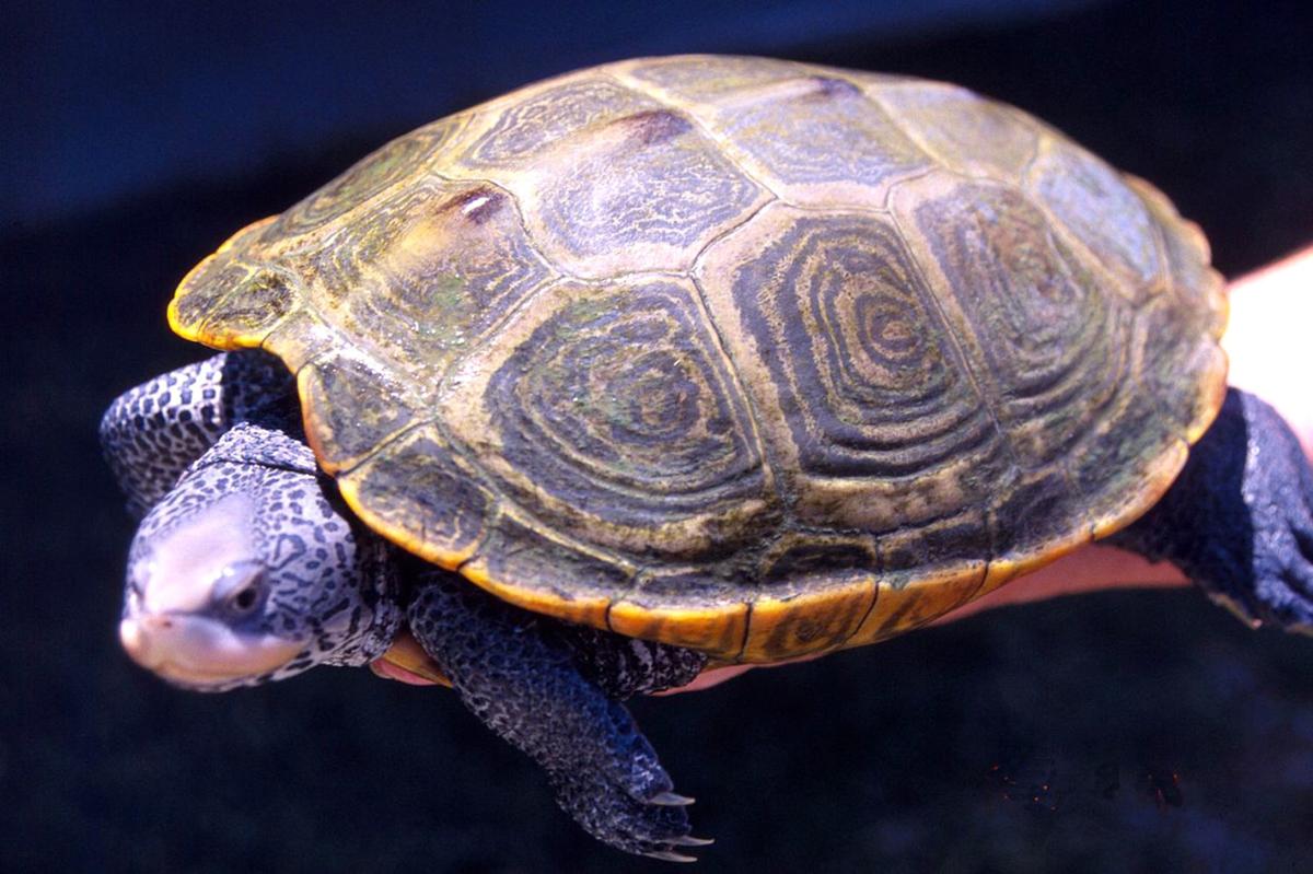 toys for terrapins